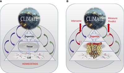 The underexplored links between cancer and the internal body climate: Implications for cancer prevention and treatment